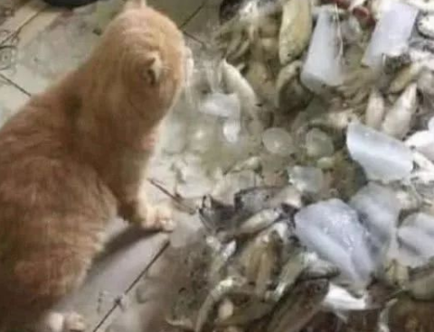 当橘猫跟前再次出现一堆鱼时 它的表情真是笑了笑!(图1)