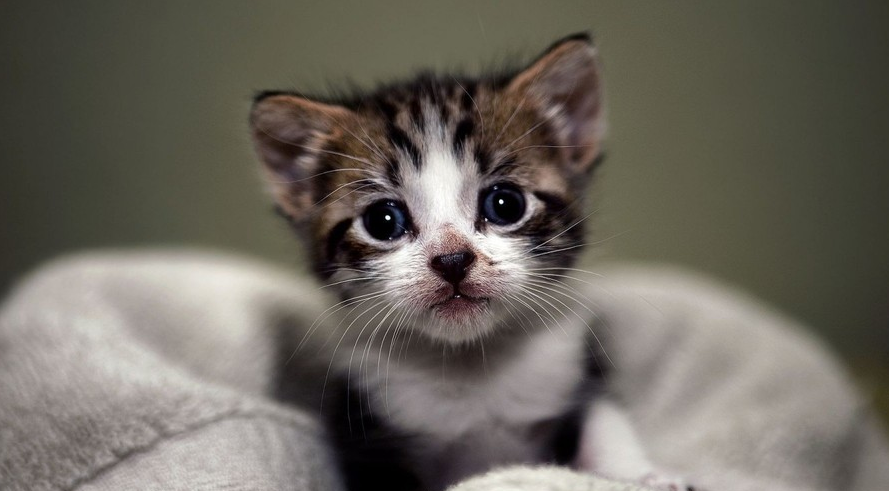 一万20多块钱买只猫5天病亡主人怒告卖家(图1)