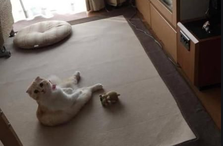 回家没见猫咪出等候 走过去客厅这一看 主人忍不住笑喷了(图1)