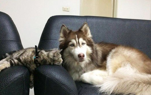 这是历史性的一刻!磨合期的猫狗姐妹极为罕见在一起(图2)