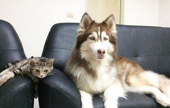 这是历史性的一刻!磨合期的猫狗姐妹极为罕见在一起(图1)