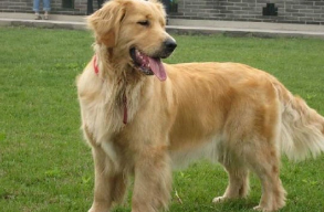 猫咪蠢蠢欲动想抓小孩 金毛飞快叼住它回家 很会费心的暖男呀!(图1)