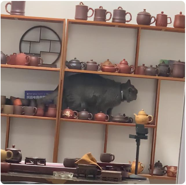 江苏猫咪爬下茶壶架铲屎官慌了:大哥你过去!隔屏都能感觉得到绝望(图1)