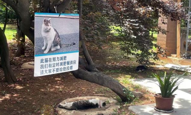 流浪猫因太胖被注册登记 不可以学生投喂食物 网友：吃了没文化的亏！(图1)
