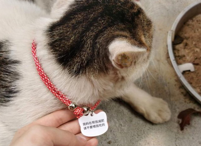 流浪猫因太胖被注册登记 不可以学生投喂食物 网友：吃了没文化的亏！(图2)