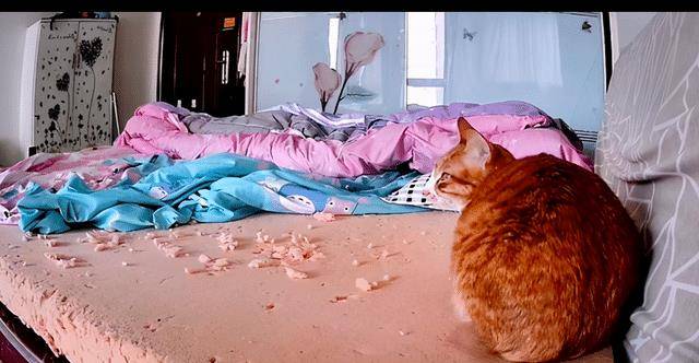 过年时一只猫独自在家 主人看了监控很是破灭 也太会拆家了吧！(图2)