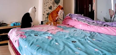 过年时一只猫独自在家 主人看了监控很是破灭 也太会拆家了吧！(图1)