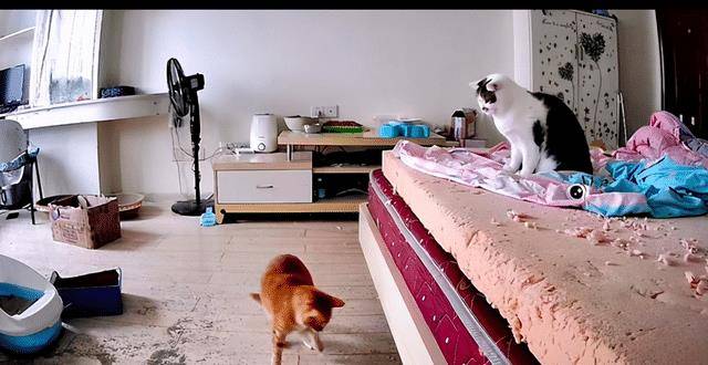 过年时一只猫独自在家 主人看了监控很是破灭 也太会拆家了吧！(图3)