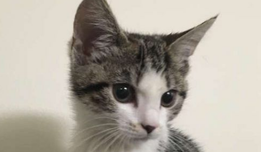 喵星人的魅力!对外宣称不养猫的爸爸也逃不了喵手(图1)