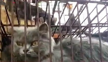 十几个铁笼子里装了700多只猫 警方：正式打听到是运回外地当食材(图4)