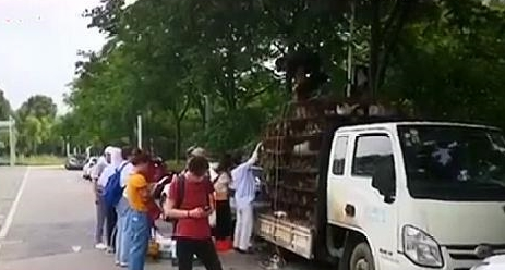 十几个铁笼子里装了700多只猫 警方：正式打听到是运回外地当食材(图1)