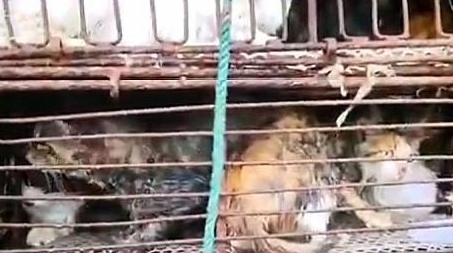 十几个铁笼子里装了700多只猫 警方：正式打听到是运回外地当食材(图3)