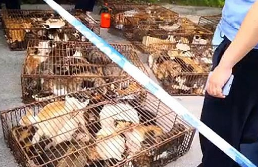 十几个铁笼子里装了700多只猫 警方：正式打听到是运回外地当食材(图6)