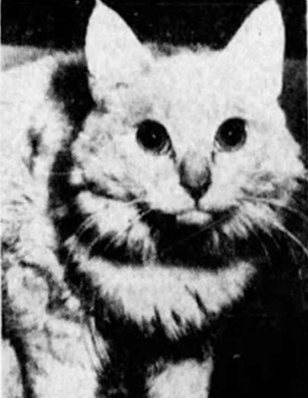 一仅有着催眠功力的猫 盯着它的眼睛看40秒 你是会自动睡觉了(图1)