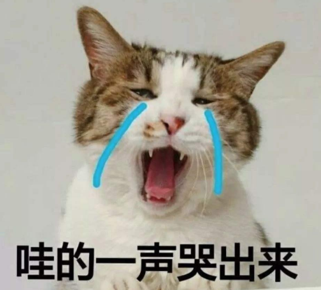 一仅有着催眠功力的猫 盯着它的眼睛看40秒 你是会自动睡觉了(图5)