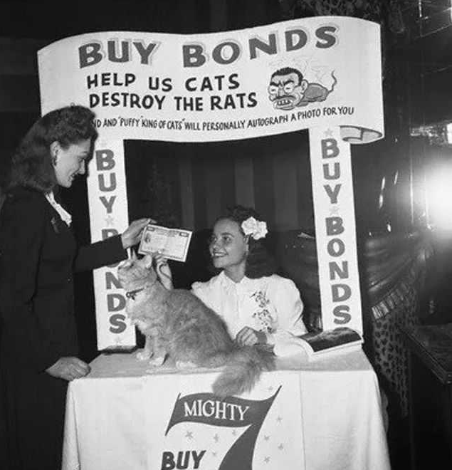 一仅有着催眠功力的猫 盯着它的眼睛看40秒 你是会自动睡觉了(图4)