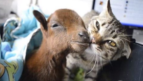 同样受病痛折磨的猫咪主动用自己的方式“自我疗愈”小山羊(图1)