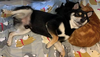 柴犬把橘猫当作了枕芯 就将头靠在它的怀中 曾经见过最大方的狗子了(图1)