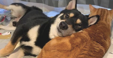 柴犬把橘猫当作了枕芯 就将头靠在它的怀中 曾经见过最大方的狗子了(图2)