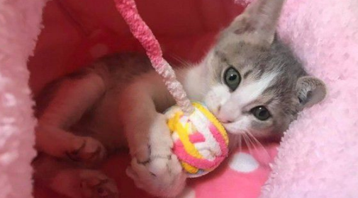 玩球投入得整只猫翻肚躺好不出来3秒钟瞬间关机(图1)