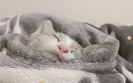 玩球投入得整只猫翻肚躺好不出来3秒钟瞬间关机(图2)