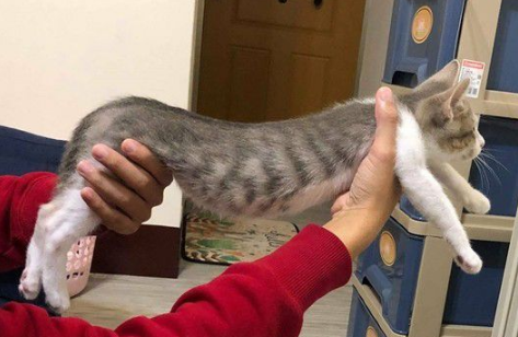 玩球投入得整只猫翻肚躺好不出来3秒钟瞬间关机(图3)