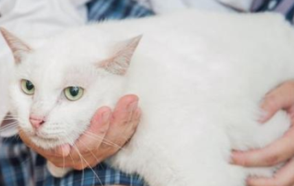 流浪猫蹲在店门口 女孩只是过去了打招呼 却被猫咪“坑了”一辈子(图1)