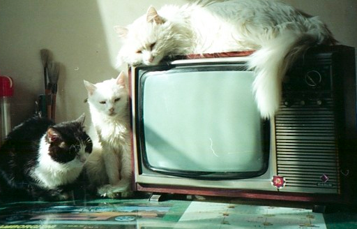 张将近40年前猫咪全家福的照片(图1)