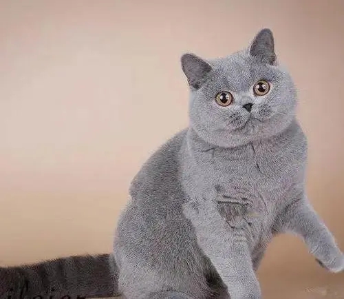 主人偶然间看了监控才很清楚 以前自己不在家里时 猫咪是那你想念她(图1)