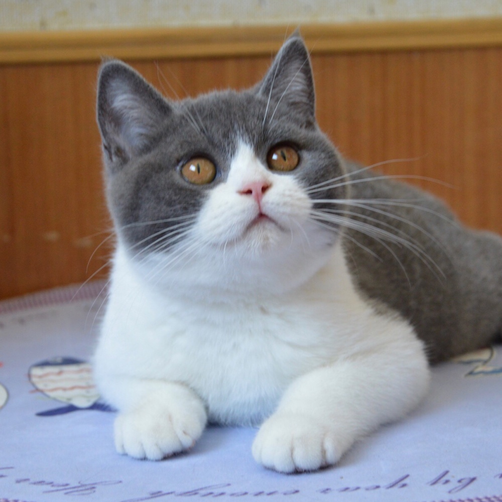 主人偶然间看了监控才很清楚 以前自己不在家里时 猫咪是那你想念她(图2)