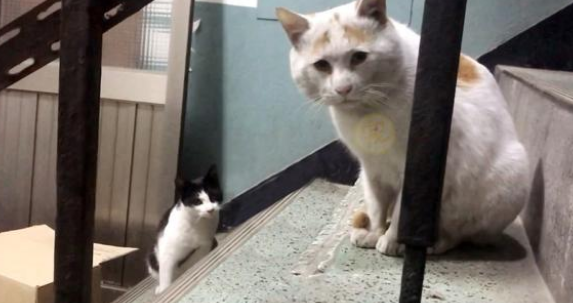 喂了一只流浪猫 猫妈妈两次送孩子上门来 小猫被被收留后它中,选择离开(图1)