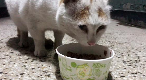 喂了一只流浪猫 猫妈妈两次送孩子上门来 小猫被被收留后它中,选择离开(图3)