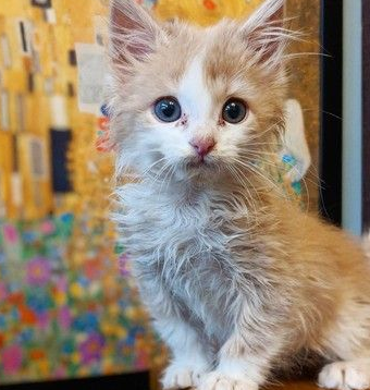 数夜抱小猫决不放弃如果能隔天早上见到奇迹发生(图2)