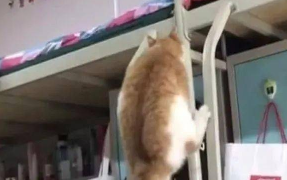 女生宿舍养橘猫被检举 只因橘猫胖得藏不住了 宿管阿姨笑到跺脚 (图1)
