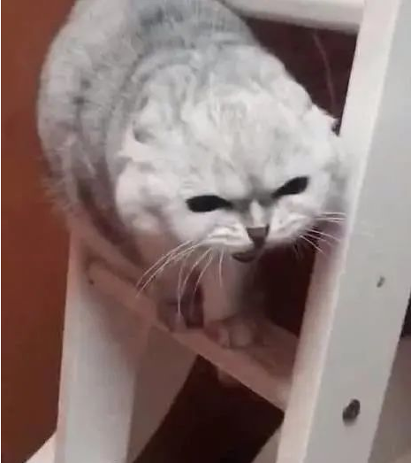 猫在朋友家待了两天 朋友：快出去吧 你家猫要发疯(图1)