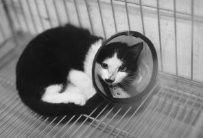 杭州第一只公费绝育的流浪猫“小美”诱捕它的是个80后杭州姑娘(图1)