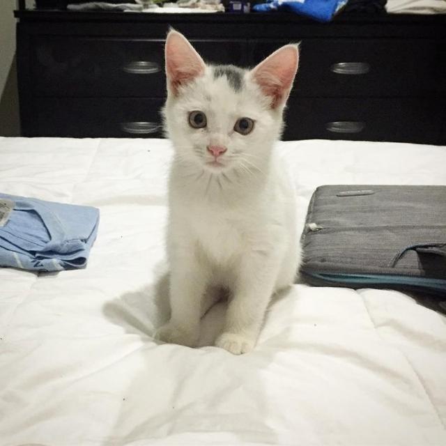 金毛带大的猫咪 光明教会了家中的规矩 却活成了一只小狗(图1)