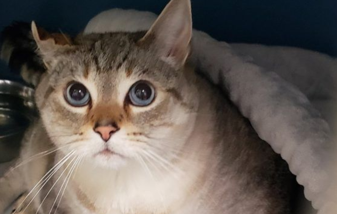 12十公斤胖猫被丢收容所幸遇真命猫奴(图1)