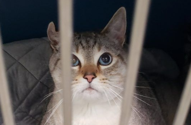 12十公斤胖猫被丢收容所幸遇真命猫奴(图2)