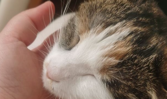 猫生直白 生气就尿！(图1)