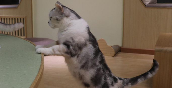 撸猫需十分谨慎｜视力迅速会下降竟然它惹的祸？！(图2)