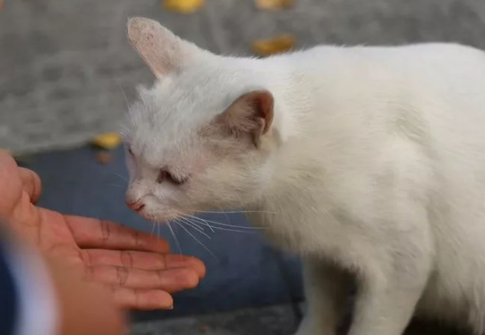 撸猫需十分谨慎｜视力迅速会下降竟然它惹的祸？！(图3)