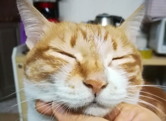 撸猫需十分谨慎｜视力迅速会下降竟然它惹的祸？！(图4)