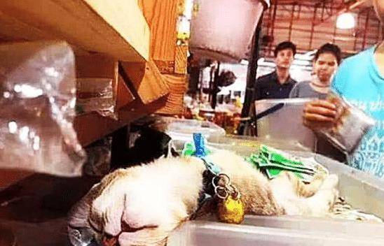 猫咪临时看店 生意却爆火 喵:你做主做网店 没有人来算我输(图2)