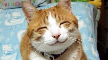 猫咪临时看店 生意却爆火 喵:你做主做网店 没有人来算我输(图1)