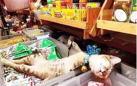 猫咪临时看店 生意却爆火 喵:你做主做网店 没有人来算我输(图3)