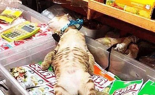 猫咪临时看店 生意却爆火 喵:你做主做网店 没有人来算我输(图4)