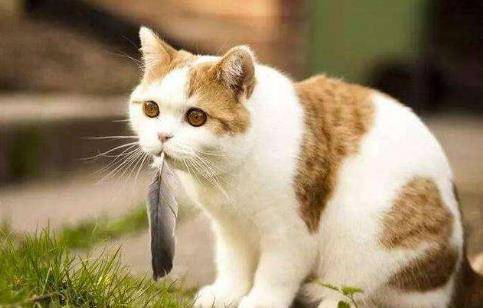 猫咪临时看店 生意却爆火 喵:你做主做网店 没有人来算我输(图5)