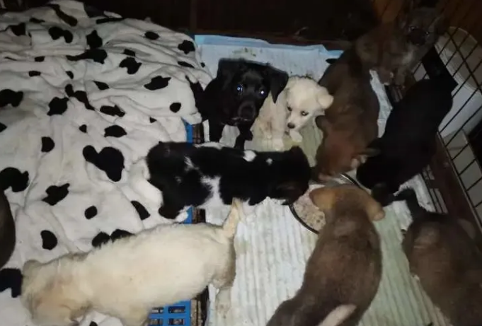 上百只宠物猫狗被遗弃街头的背后 谁在买、卖、运输?(图1)