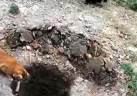 橘猫引诱小奶狗往坑里跳 猫：快来 跳继续就有肉吃(图1)